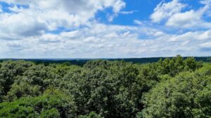 The Link Between Oxygen Levels and Environmental Changes in the Earth’s Ecosystems